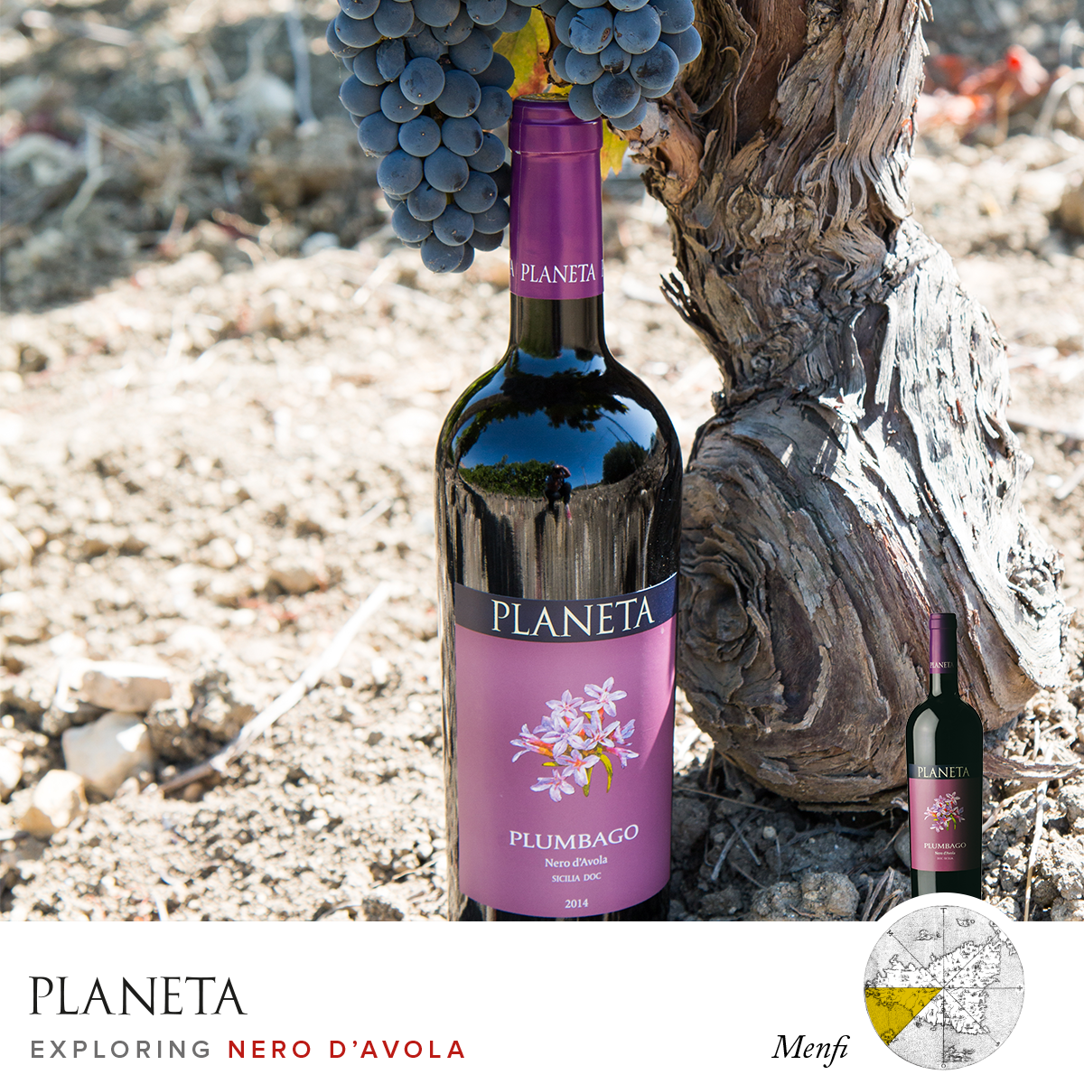 From Menfi, the Nero d’Avola for the Plumbago